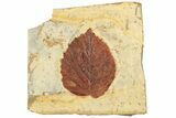 Fossil Leaf (Davidia) - Montana #190317-1